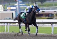 January 21, 2011. Frumious and Antonio Castanon win the Palos Verdes Stakes(GII) at Santa Anita Park in Arcadia, CA. 
