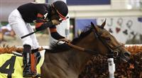 Awesome Feather wins 2012 Sunshine Millions Distaff. 