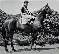 waradmir