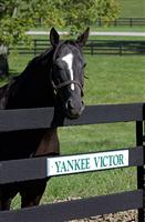 YankeeVictorAE