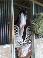 Ippy 1