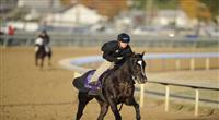 4 November 2010: Willcox Inn, trained by Michael Stidham and to be ridden by jockey John Velazquez, during work outs for the 2010 Breeders Cup at Churchill Downs in Louisville, Kentucky.(Scott Serio/Eclipse Sportswire) 