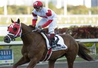 06 March 2010: Dean's Kitten after the Palm Beach Stakes at Gulfstream Park in Hallandale Beach, FL. 