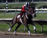 Bounding Bi working at PARX