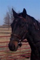 Wonderful Race Horse