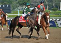 Intangaroo at Saratoga