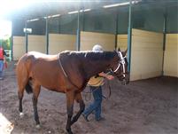 HOLLYWOOD PARK WIN