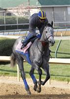Midnight Lucky gallops at the Churchill Downs racetrack in preparation for the 2013 Kentucky Oaks.
