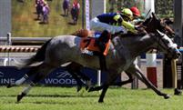 Sterwins at Woodbine for owner Melnyk Racing Stables